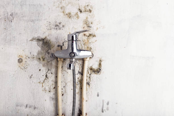 Best Certified Mold Removal  in Mesquite, TX