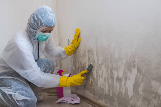 Best Mold Damage Repair  in Mesquite, TX