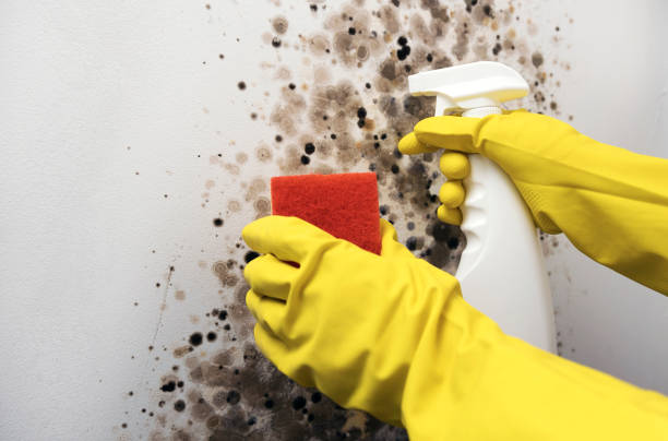 Best Mold Remediation Experts  in Mesquite, TX