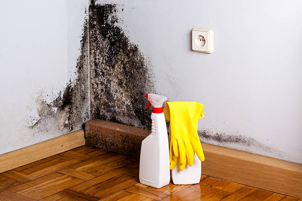 Best Water Damage Restoration  in Mesquite, TX