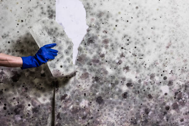 Best Commercial Mold Removal  in Mesquite, TX