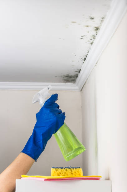 Best Emergency Mold Removal  in Mesquite, TX
